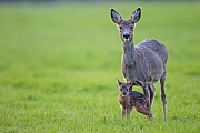 Rehe erreichen eine Koerperlaenge von 95 - 135 cm  -  (Rehwild - Foto Ricke mit Rehkitz), Capreolus capreolus, European Roe Deer has a body lenght of 95 to 135 cm  -  (Chevreuil - Photo Roe Deer doe with fawn)