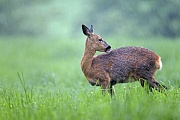 Ein traechtiges Reh im Fellwechsel aest im stroemenden Regen auf einer Wiese  -  (Europaeisches Reh - Reh), Capreolus capreolus, A Roe Deer doe in fawn grazes in rain on a meadow  -  (European Roe Deer - Western Roe Deer)