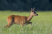 Eine Ricke beobachtet einen Artgenossen und wechselt in seine Richtung  -  (Europaeisches Reh - Reh), Capreolus capreolus, Roe Deer doe observes a conspecific  -  (European Roe Deer - Western Roe Deer)