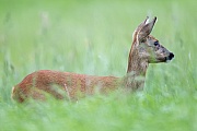 Ricke aest auf einer Wiese - (Europaeisches Reh - Reh), Capreolus capreolus, Female Roe Deer grazes on a meadow - (European Roe Deer - Western Roe Deer)