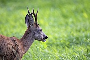 Rehbock beobachtet eine aesende Ricke - (Europaeisches Reh - Rehe), Capreolus capreolus, Roebuck observes a grazing female Roe Deer - (European Roe Deer - Western Roe Deer)