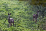 Ein weibliches Reh (Ricke) und Bockkitz am spaeten Abend auf einer Wildwiese, Capreolus capreolus, Roe Deer doe and Roebuck yearling  in the late evening on a game meadow