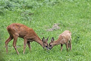 Ricke und Rehkitz aesen auf einer Wiese  -  (Europaeisches Reh - Rehwild), Capreolus capreolus, Roe Deer doe and fawn grazing on a meadow  -  (European Roe Deer - Western Roe Deer)