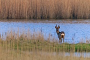 Ein Rehbock steht sichernd an einem Seeufer, Capreolus capreolus, A Roebuck stands securing on a lakeside