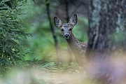 Unexpected encounter with a Roe Deer fawn in a forest, the astonishment was on both sides at that moment
