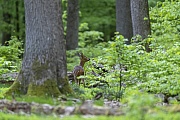 Ein Rehbock wechselt durch den Fruehlingswald und aest das frische Gruen von Rotbuchen