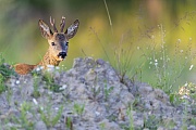 The Roebuck cannot identify the photographer lying on the ground and keeps looking in his direction