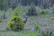A Roebuck passes a forest glade