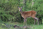 A Roebuck yearling in an early summer larch forest