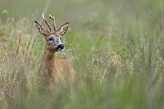At the end of July the rutting season of the Roe Deer begins, this Roebuck is already looking for a female ready to mate