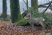 Despite good camouflage, the Roe deer doe notices the small change