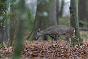 Where the hunters do not hunt the animals day and night and where the whole forest is not filled with high seats, the game can also be observed well during the day, like this Roe deer doe