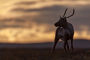 Rentiere koennen Laufgeschwindigkeiten von ueber 6o Stundenkilometern erreichen  -  (Ren - Foto Renbulle in der Tundra), Rangifer tarandus  -  Rangifer tarandus tarandus, Reindeer can run at speeds of 60 to 80 kilometers  -  (Northern Reindeer - Photo Reindeer male in the tundra)