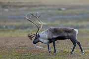 A bull Reindeer during the rut in the Swedish Tundra