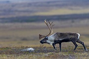 Rentiere koennen Laufgeschwindigkeiten von ueber 6o Stundenkilometern erreichen  -  (Ren - Foto Renkalb in der verschneiten Tundra), Rangifer tarandus  -  Rangifer tarandus tarandus, Reindeer can run at speeds of 60 to 80 kilometers  -  (Northern Reindeer - Photo Reindeer calf in the snow-covered tundra)