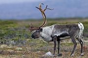 Reindeer has an important economic role for all circumpolar peoples  -  (Mountain Reindeer - Photo Reindeer calves in the snow-covered tundra)