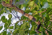 Ringelnattern sind keine Giftschlangen  -  (Foto Ringelnatter in einem Baum), Natrix natrix, Grass Snake is a non-venomous snake  -  (Water Snake - Photo Grass Snake in a tree)
