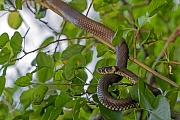 Ringelnattern ernaehren sich ueberwiegend von Amphibien  -  (Foto Ringelnatter in einem Baum), Natrix natrix, Grass Snake feeds almost on amphibians  -  (Ringed Snake - Photo Grass Snake in a tree)