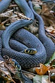 Grass Snakes like to rest on compost heaps and also use them to lay their eggs
