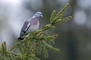 Eine Ringeltaube auf der Suche nach Nestmaterial, Columba palumbus, A Common Wood Pigeon in search of nesting material