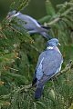 Das Gefieder der Ringeltaube zeigt bei genauerem Hinsehen viele verschiedenste Blau- und Grautoene, Columba palumbus, The plumage of the Common Wood Pigeon shows at a closer look many different blue-grey shades