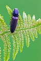 Rotbauchige Laubschnellkaefer leben auf Blueten und ernaehren sich von Bluetenstaub, Athous haemorrhoidalis, Garden Click Beetle, the adults live on flowers, eating pollen