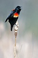 Rotfluegelstaerling, das Weibchen bruetet die Eier ohne die Hilfe des Maennchens aus  -  (Foto Rotfluegelstaerling Maennchen in Kanada), Agelaius phoeniceus, Red-winged Blackbird, the female incubate the eggs  -  (Photo Red-winged Blackbird in Canada)