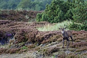 Rothirsche haben einen unverwechselbaren Brunftschrei, der als ROEHREN bezeichnet wird  -  (Rotwild - Foto Rothirsch in der Heide), Cervus elaphus, Red Deer, the stags have a characteristic ROAR-LIKE-SOUND during the rut  -  (Photo Red stag in heath)
