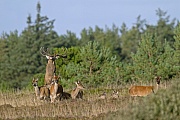 Rothirsch, das Geweih ist bei vielen Jaegern eine beliebte Jagdtrophaee, leider hat dieser Trophaeenkult bei einigen Jaegern zu abartigen Formen gefuehrt  -  (Foto Rothirschpaarung), Cervus elaphus, Red Deer, the antlers are a popular hunting trophy  -  (Photo Red Deers mating)