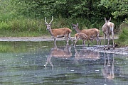 Red Deer, end of July and in August the new antlers stop growing  -  (Photo Red Deer brocket, hinds and calf in a forest pond)