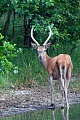 Rothirsch, erwachsene Hirschkuehe erreichen je nach Unterart Koerpergewichte von 80 - 170 kg  -  (Rotwild - Foto Rotwildspiesser an einem Teichufer), Cervus elaphus, Red Deer, the hind weighs 80 to 170 kg  -  (Photo Red Deer brocket on the shore of a pond)