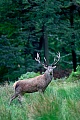 Red Deer, only the stags have antlers, which start growing in the early spring  -  (Photo Red Deer stag on a forest glade)