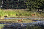 Rothirschspiesser suhlt sich, im Hintergrund bahnt sich eine Begegnung zwischen einem Wildschein und einem Rothirsch an, Cervus elaphus  -  Sus scrofa, Red Deer brocket wallows in front of a Red stag and a Wild Boar
