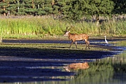 Rothirsch, die Maennchen erreichen, je nach Unterart, Koerpergewichte von 100 - 250 kg  -  (Edelhirsch - Foto Rothirsch waehrend der Brunft in einem Teichgebiet), Cervus elaphus, Red Deer, the male weighs 100 to 250 kg  -  (Photo Red stag during the rut in a pond area)
