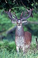 Red Deer, in the Alps they migrate to higher elevations in spring and summer  -  (Photo Red stag removes velvet from his antlers)
