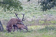 Rothirsch, das natuerliche Verbreitungsgebiet umfasst grosse Teile Europas, es erstreckt sich unter anderem von Spanien bis Norwegen  -  (Rotwild - Foto Rotwild bei der Paarung, auch Hischsprung genannt), Cervus elaphus, Red Deers are found in most parts of Europe, for example from Spain to Norway  -  (Photo Red Deer mating)