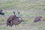 Rothirsch ist die viertgroesste Hirschart der Welt nach dem Elch, dem Wapiti und dem Sambar-Hirsch  -  (Rotwild - Foto Rothirsch und Rottier bei der Paarung, auch Hischsprung genannt), Cervus elaphus, Red Deer is the fourth-largest deer species in the world, behind Moose, Elk and Sambar Deer  -  (Photo Red Deer mating)