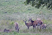 Rothirsch, den Luchs haben insbesondere Rotwildkaelber als Fressfeind zu fuerchten  -  (Rotwild - Foto Rottiere und Kaelber auf einer Waldwiese), Cervus elaphus, Red Deer, the Eurasian Lynx prey on the calves  -  (Photo Red Deer hinds and calves in the rut)