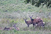 Rothirsche sind Wiederkaeuer  -  (Rotwild - Foto Rottiere und Kaelber auf einer Waldwiese), Cervus elaphus, Red Deer is a ruminant animal  -  (Photo Red Deer hinds and calves in the rut)