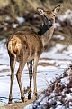 Rottier im Winter, Cervus elaphus, Red Deer hind in winter