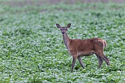 Rottier in einem Ruebenfeld auf Nahrungssuche, Cervus elaphus, Red Deer hind in a beet field