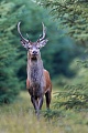 Ploetzlich steht dieser junge Rothirsch auf der Waldschneise, Cervus elaphus, Suddenly this young Red stag stands on the forest aisle
