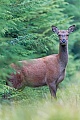 Rottier steht sichernd auf einer Waldschneise, Cervus elaphus, Red Deer hind stands securing on a forest aisle