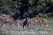 Spielerischer Kampf zwischen jungen Rothirschen, Cervus elaphus, Playful fight between young Red stags