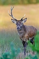 A Red Deer stag with broken antler migrates to a large heath area in the early evening