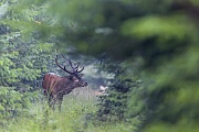 Rothirsch steht waehrend der Brunft auf einer Waldschneise, Cervus elaphus, Red Deer stag stands on a forest aisle during the rut