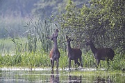 The fresh green of the willow trees attracts the Red Deer, here a hind and two young stags cannot resist the offer 