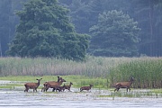 Als das Rotwildrudel das gegenueberliegende Teichufer erreicht forcieren die Kaelber das Tempo, Cervus elaphus, As the herd of Red Deer reaches the opposite bank of the pond, the calves accelerate the pace