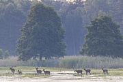 Ein Rudel Rotwild wechselt im ersten Morgenlicht durch einen Teich, Cervus elaphus, A herd of Red Deer moves in the first morning light through a pond