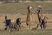 The forelegs and hooves of Red Deer, whether from male or female, are dangerous weapons that can cause serious injuries to the opponent